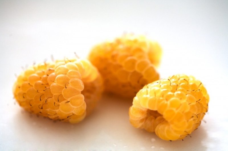 10 lucruri interesante pe care nu le stiai despre zmeura