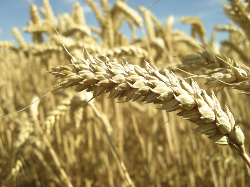 Cum iti dai seama daca suferi de intoleranta la gluten