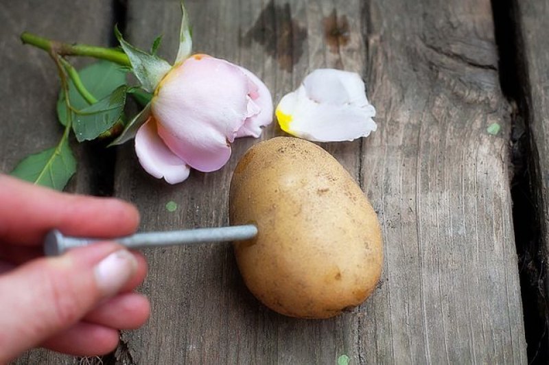 Nu o sa-ti vina sa crezi ce se intampla daca infigi un trandafir intr-un cartof