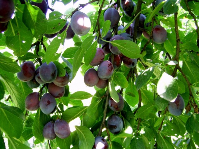 Dulceata de prune