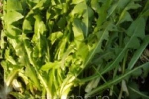 Salata de papadie