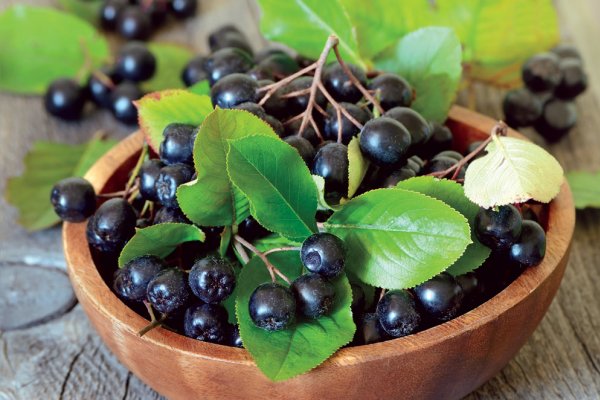 Ce este Aronia, superfructul antioxidant numit si Hrana Cosmonautilor