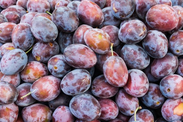 Mancaruri delicioase pe care le gatesti cu prune - cele mai bune 10 retete