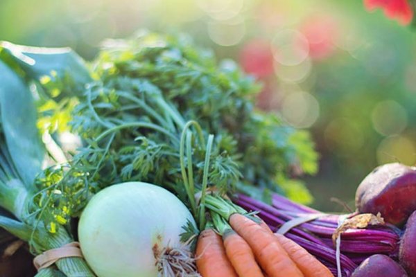 Recomandări de semințe de legume pentru a-ți face propria grădină în curte